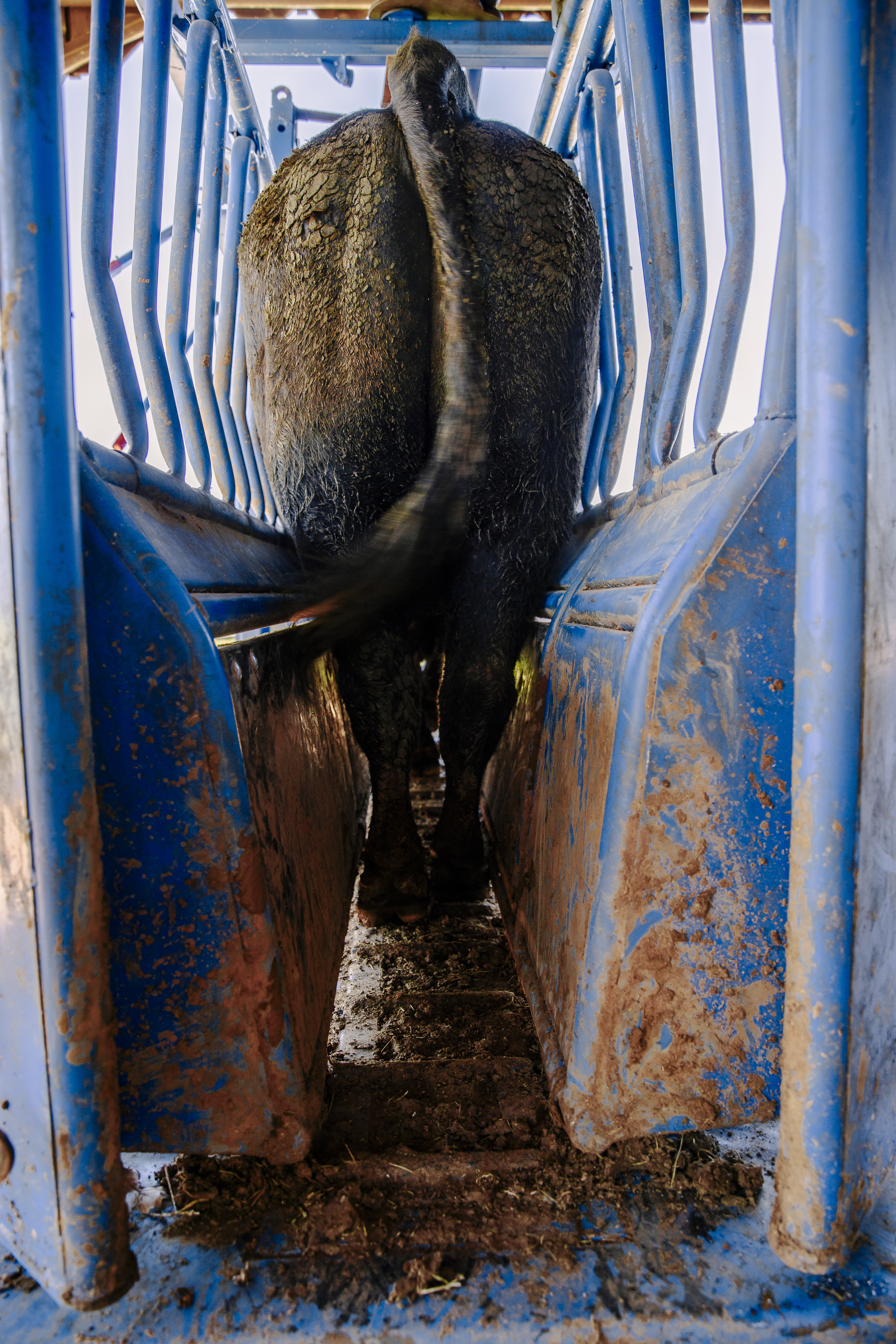 SqueezeChute SC25 0326 CattlePens 9478.jpg